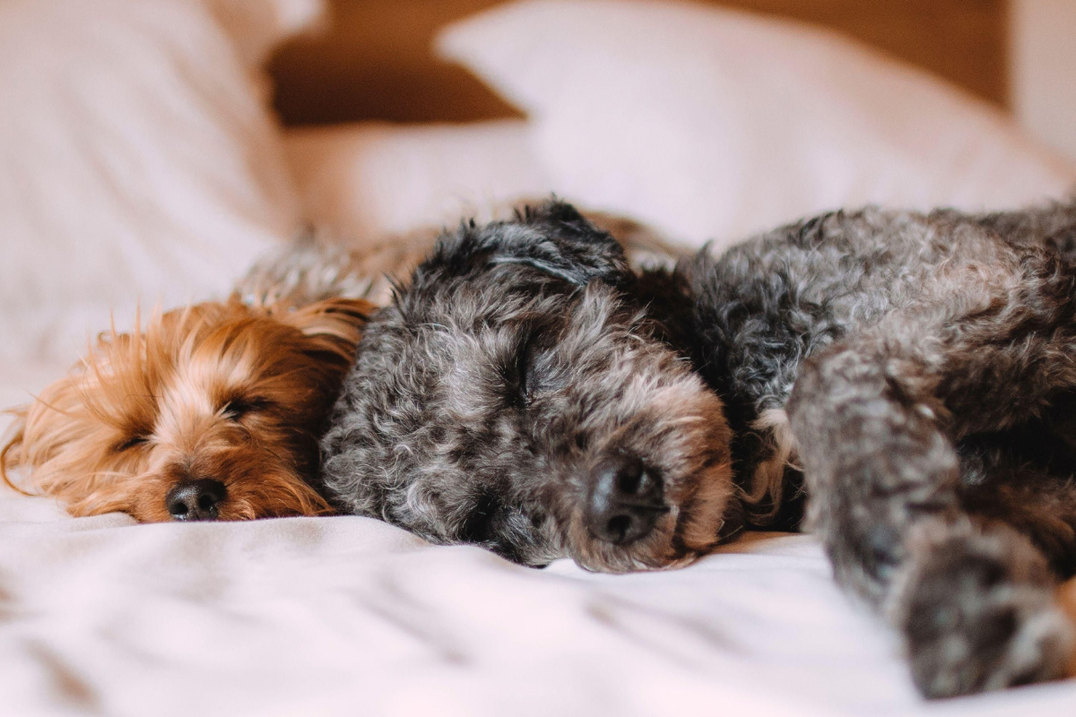 Dog Friendly hotel Brighton.